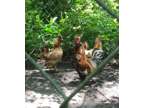 Pavlovskaya chicks and hatching eggs, Extremely rare