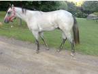 Aqha grey peptoboonsmal stallion