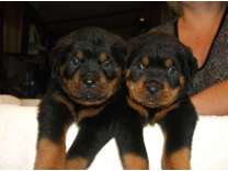 Rottweiler puppies for sale in TEXAS ROTTWEILER= quality