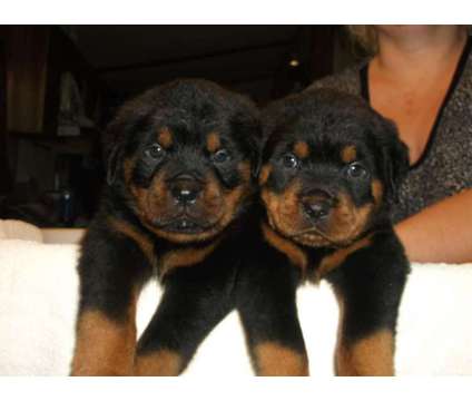 Rottweiler puppies for sale in TEXAS ROTTWEILER= quality is a Rottweiler For Sale in Fort Worth TX