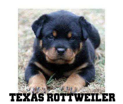 Rottweiler puppies for sale in TEXAS ROTTWEILER= quality is a Rottweiler For Sale in Fort Worth TX