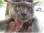 4 hypoallergenic cats-russian blue, burmese & siamese mix-see details