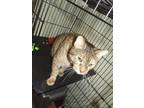 Adopt SARAH a Brown Tabby Domestic Shorthair (short coat) cat in Suffolk County