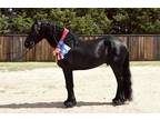 Friesian Stallion At Stud Fee Includes CollectionShipping