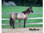 Hollywood Glo Cody Smokey Grullo Hz black stallion Standing at stud