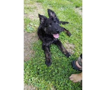 Dutch Shepherd Puppies is a Dutch Shepherd Dog For Sale in Hillside IL