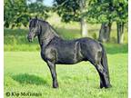 Baroque type Friesian Stallion available for on farm AI or Shipped semen
