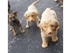 Labradoodle Puppies