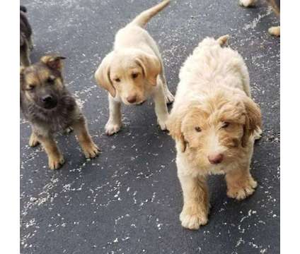 Labradoodle Puppies is a Labradoodle Puppy For Sale in Hillside IL