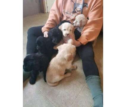 Labradoodle Puppies is a Labradoodle Puppy For Sale in Hillside IL