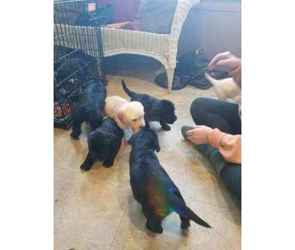 Labradoodle Puppies is a Labradoodle Puppy For Sale in Hillside IL