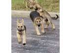 German Shepherd Pups and Training
