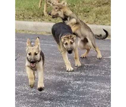 German Shepherd Pups and Training is a German Shepherd For Sale in Hillside IL