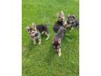 German Shepherd Pups and Training