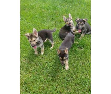 German Shepherd Pups and Training is a German Shepherd For Sale in Hillside IL