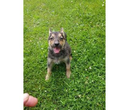 German Shepherd Pups and Training is a German Shepherd For Sale in Hillside IL