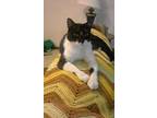 Kitty Domestic Shorthair Adult Male