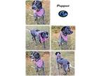 Pepper English Pointer Adult Female