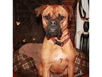 Finn Boxer Young Male