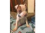 At the Ritz baby Mr. Waldo Bigglesworth Pit Bull Terrier Puppy Male