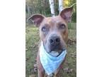 A-aron American Staffordshire Terrier Adult Male