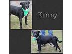 Kimmy Boston Terrier Adult Female