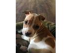 At the Ritz baby Archer Pit Bull Terrier Puppy Male