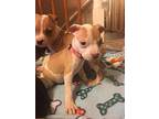 At the Ritz baby Ms. Fiona Bigglesworth Pit Bull Terrier Puppy Female