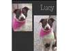 Lucy American Staffordshire Te