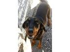 Ike Black and Tan Coonhound Young Male