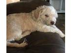 Brodee Bichon Frise Adult Male
