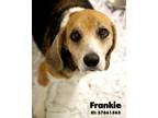 FRANKIE Beagle Senior Male