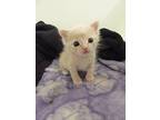 Elfie Domestic Shorthair Kitten Male