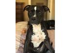 Chance Pit Bull Terrier Adult Male