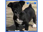 Jack Jack Russell Terrier Puppy Male