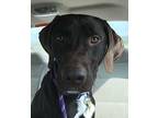 Maverick German Shorthaired Pointer Young Male