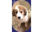 Colt Great Pyrenees Puppy Male
