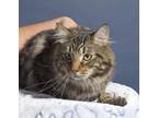 Leo Maine Coon Adult Male
