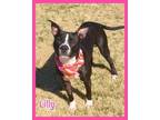Lilly Boston Terrier Adult Female
