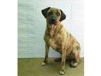 Marble Catahoula Leopard Dog Adult Male