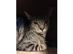 Stormy American Shorthair Young Female