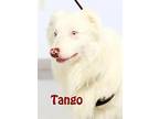 Tango Australian Shepherd Young Male