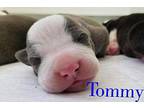 Tommy Pit Bull Terrier Puppy Male