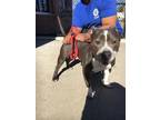Storm American Staffordshire Terrier Adult Female