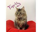 Tiger Lily Maine Coon Kitten Female