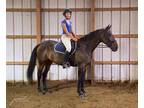 Peripheral Vision Standardbred Adult - Adoption, Rescue
