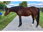 Baby's Fancy Girl Thoroughbred Adult - Adoption, Rescue