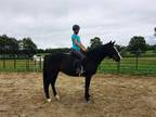 Privateer Thoroughbred Young - Adoption, Rescue