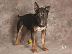 GATTI Bull Terrier Adult - Adoption, Rescue