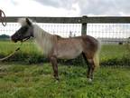Tip Toe - In Foster Miniature Horse Adult - Adoption, Rescue